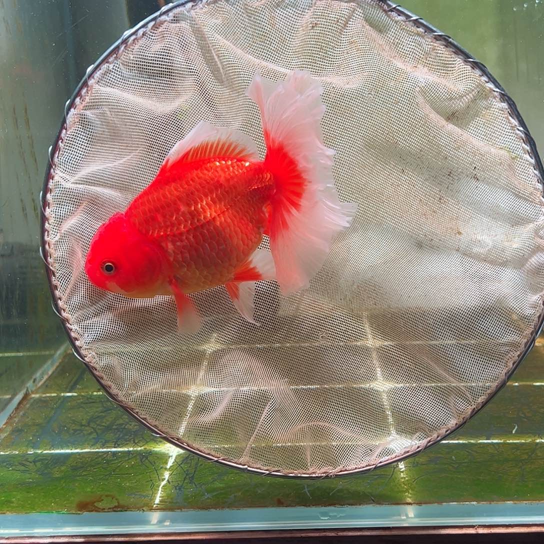 金鱼百褶泰狮亚成20