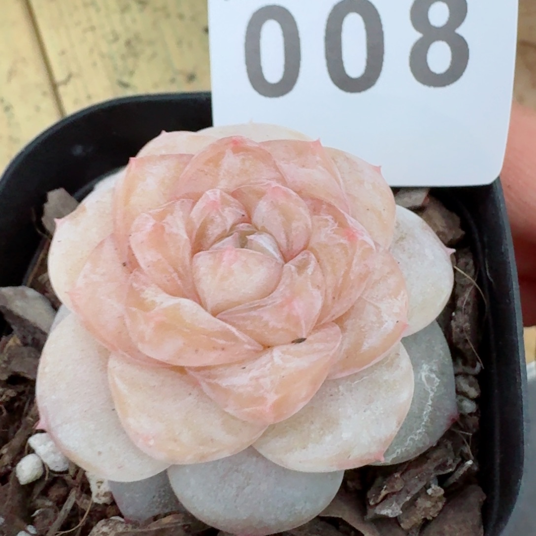 桃乐乐         精品多肉