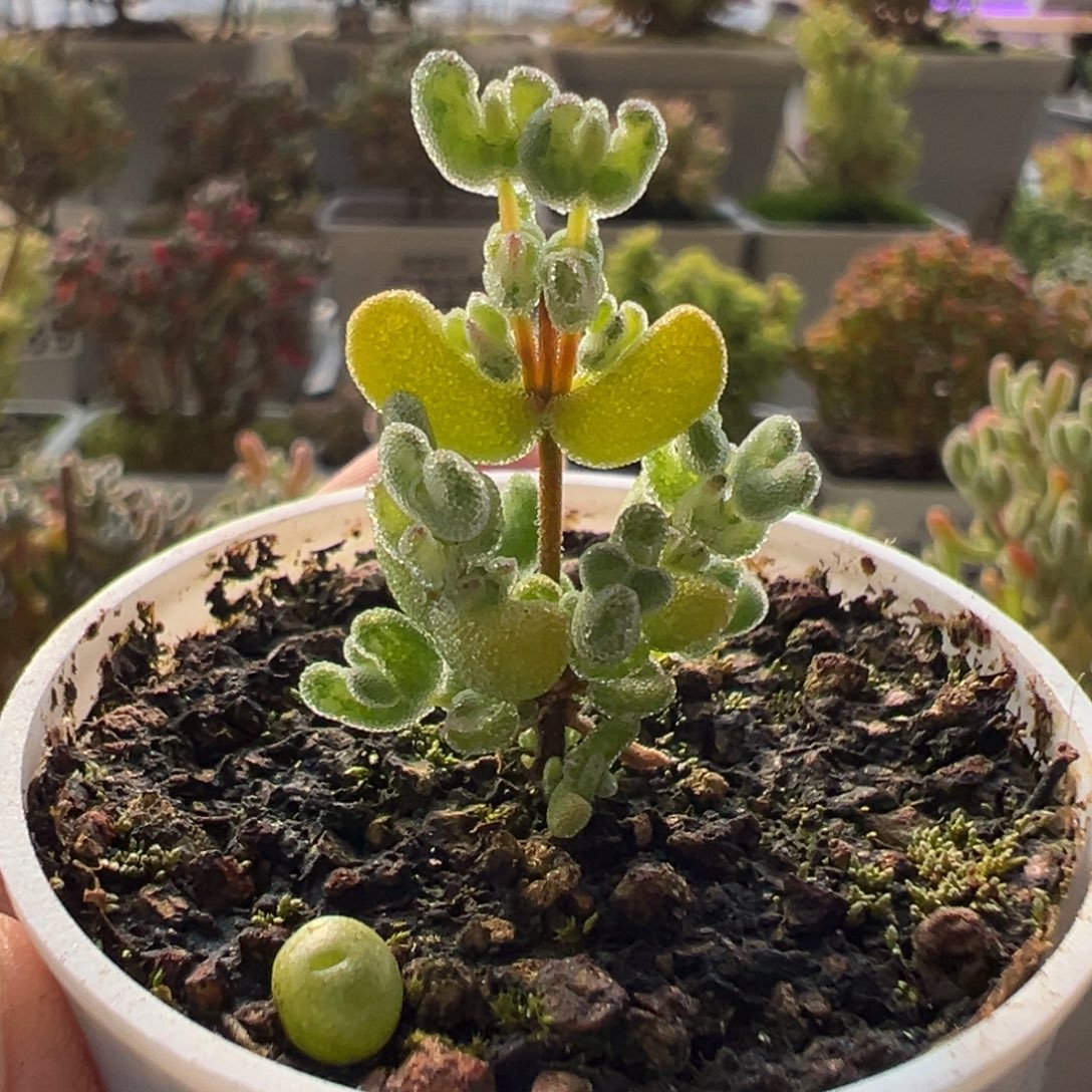 *****11-376专拍乐曲五圆盆