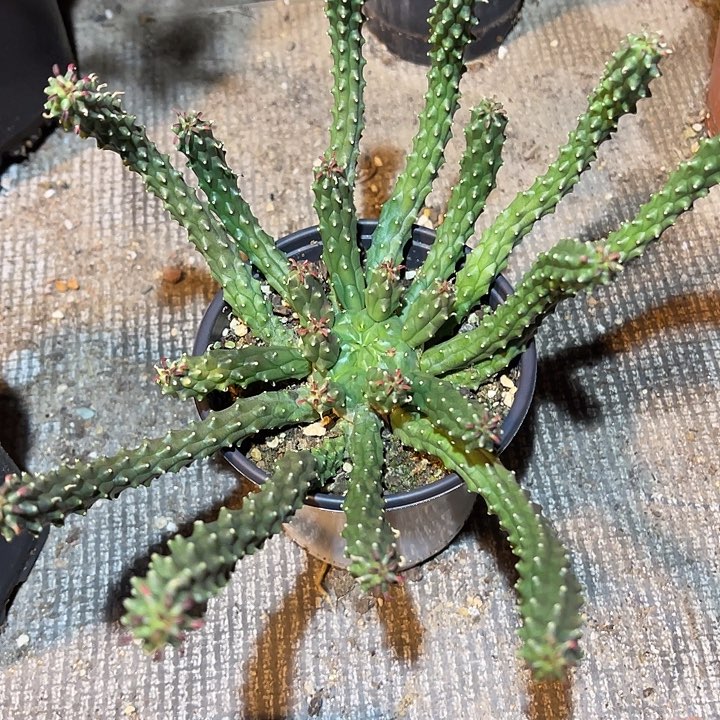 满38包邮2天凑单，脱土晾根发货多肉植物