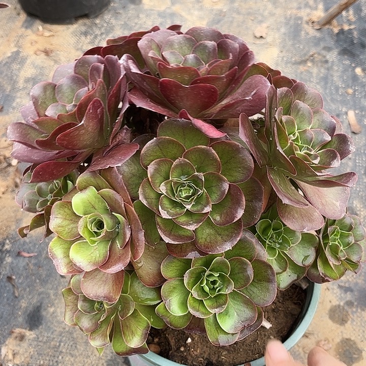 多肉植物魅金玫瑰9