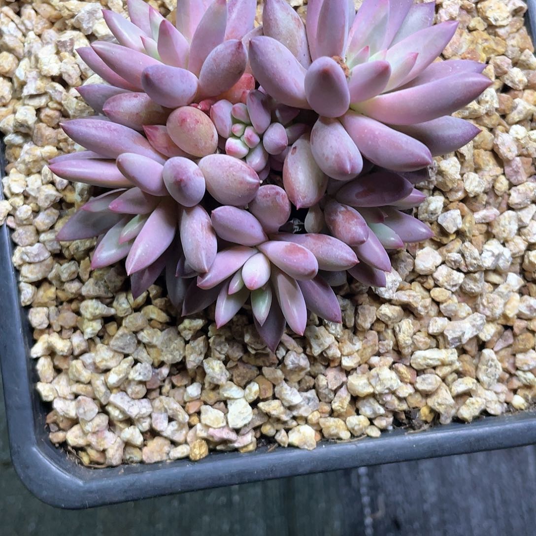 虞美人一代手捧多肉植物