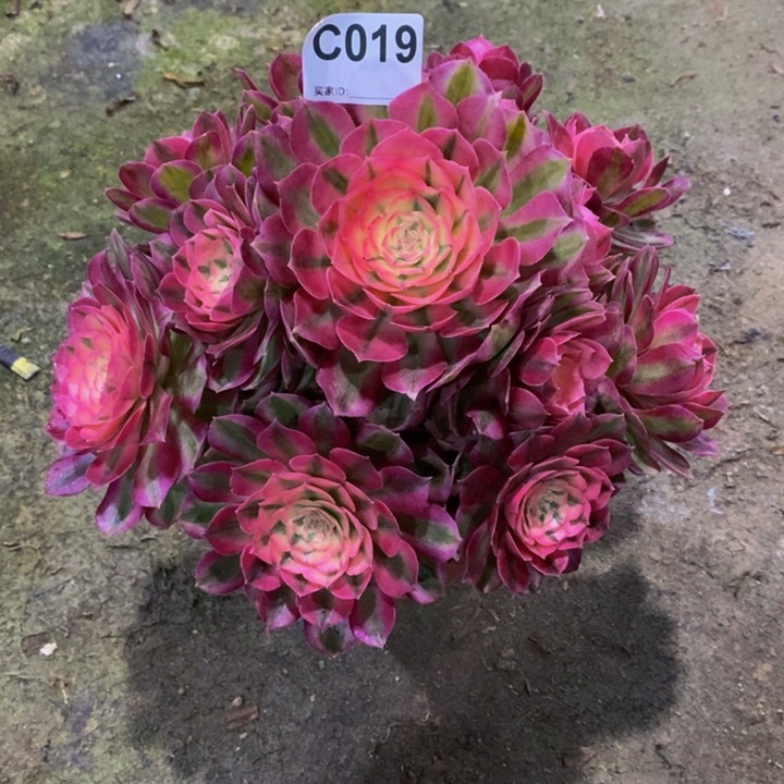 倾城多肉植物019