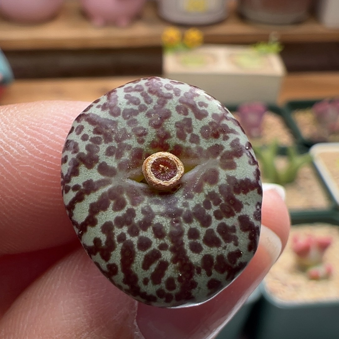 521。青蛙种源WC霓虹安贞