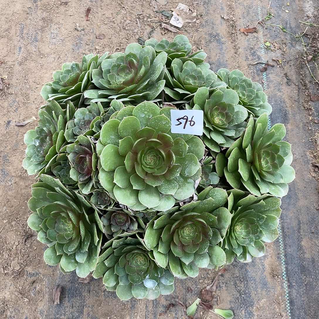 596法师植物万圣杰