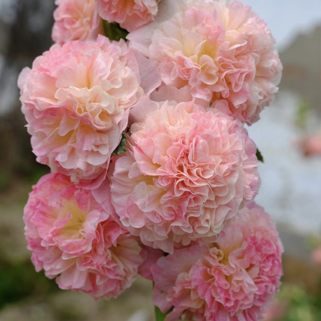 [查特系列进口重瓣蜀葵] 12cm盆 多年生耐寒庭院室外四季开花卉