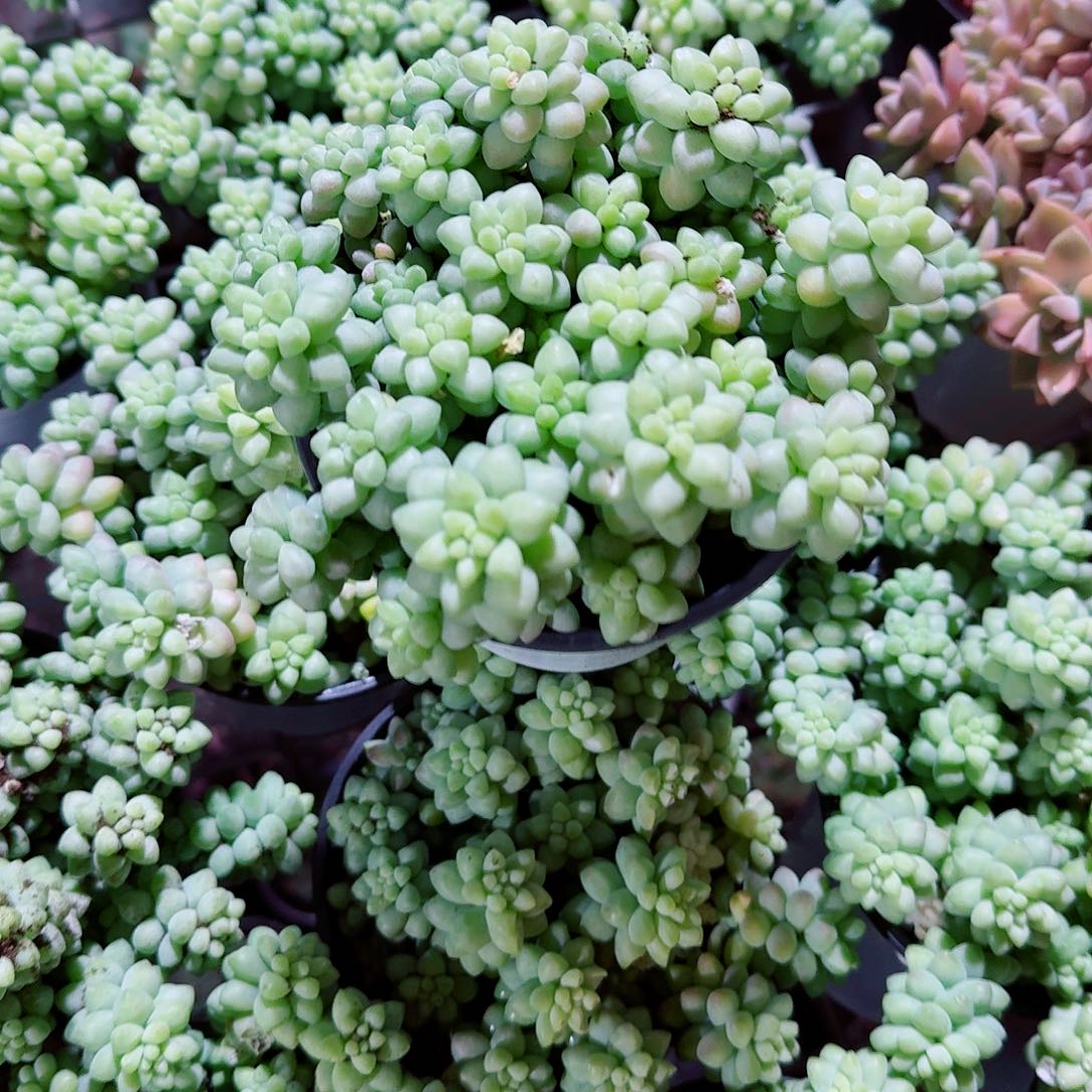 玉坠多肉植物精品咯