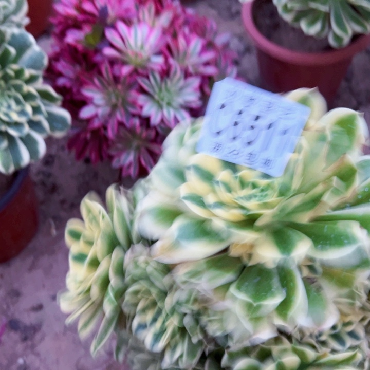 浮**尽6511迈巴赫多肉植物法师