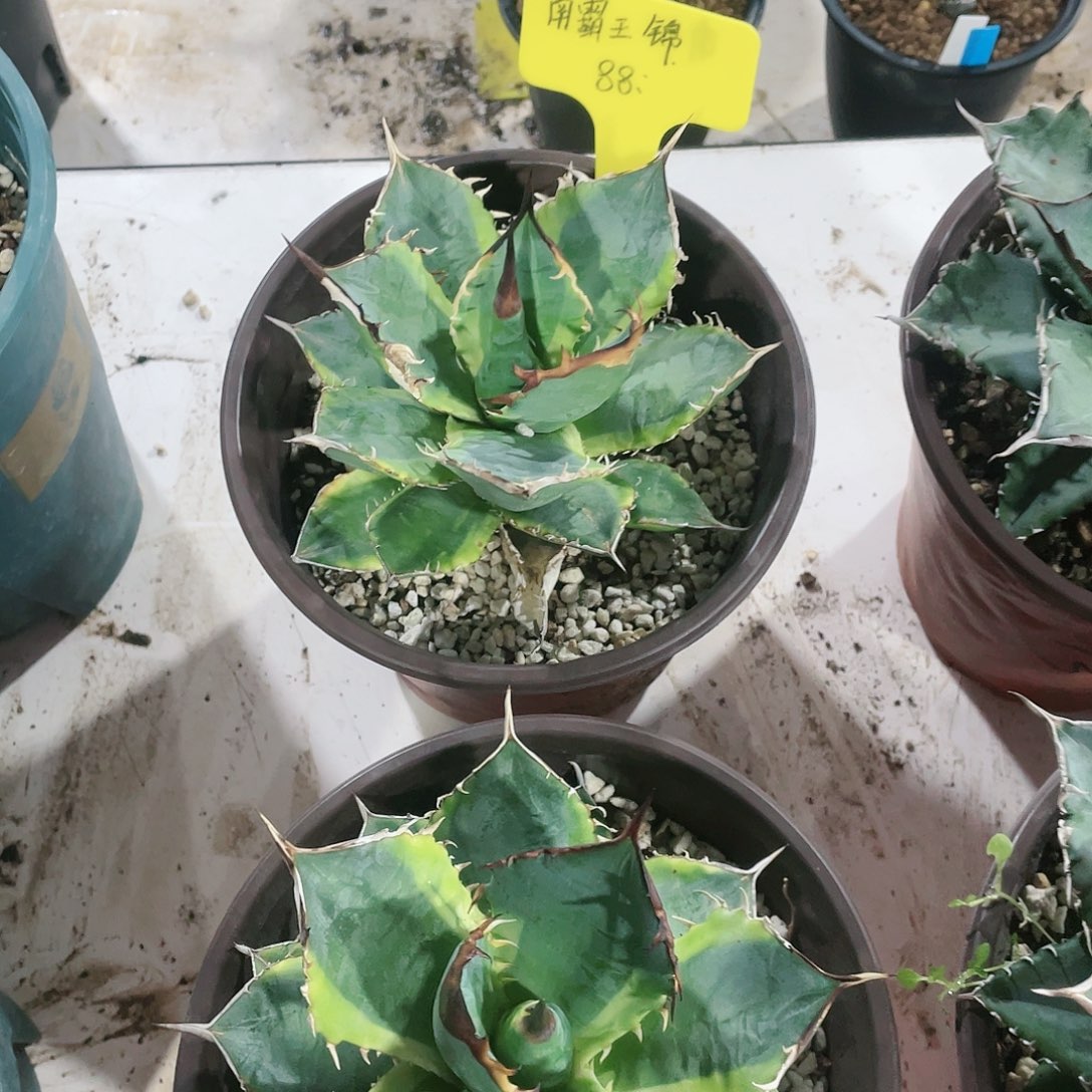 南霸王锦12公分左右包邮