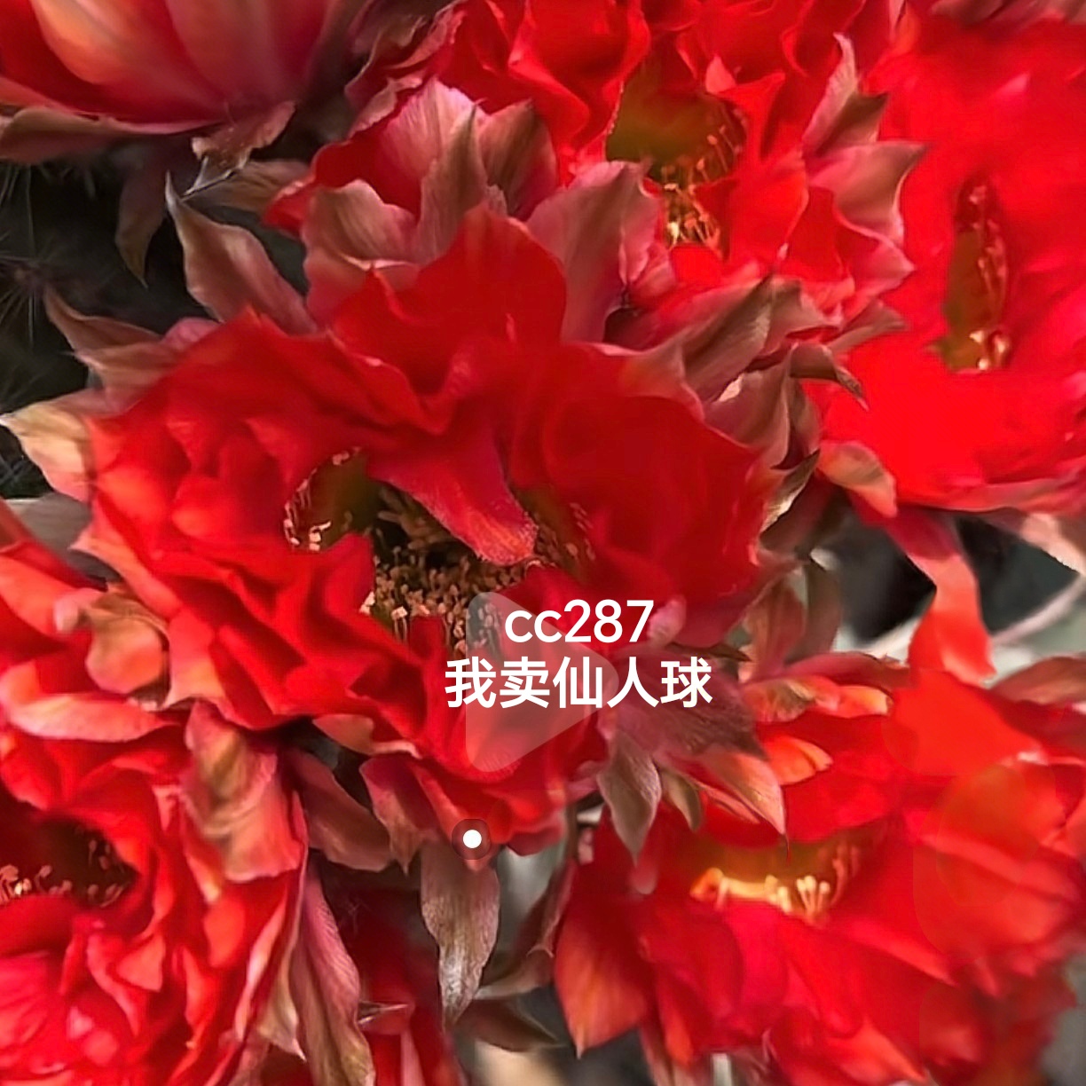 新品彩草287侧芽歪4厘米左右 ，满28米包邮非偏远