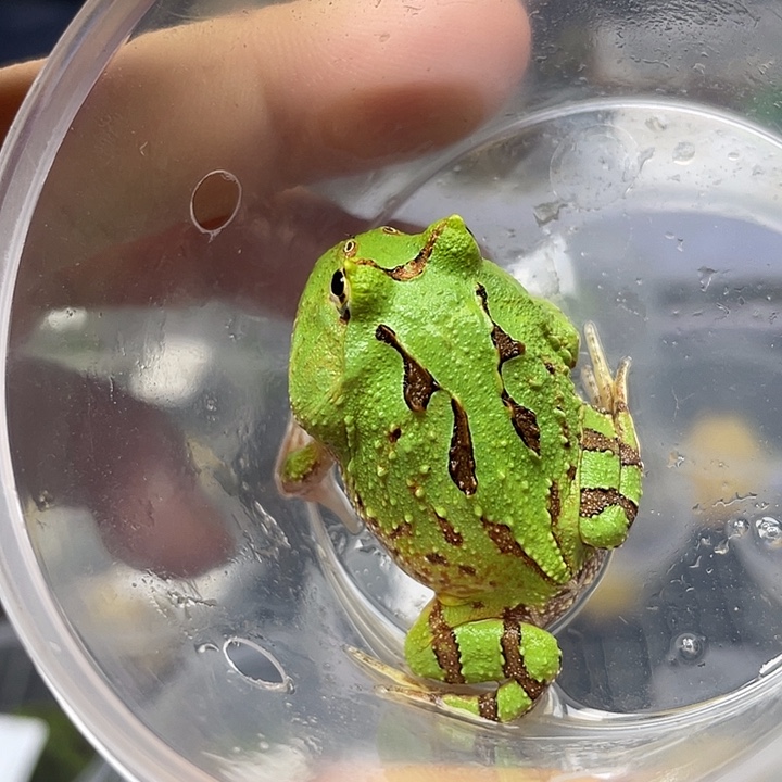 蝴蝶角蛙172蝴蝶角蛙