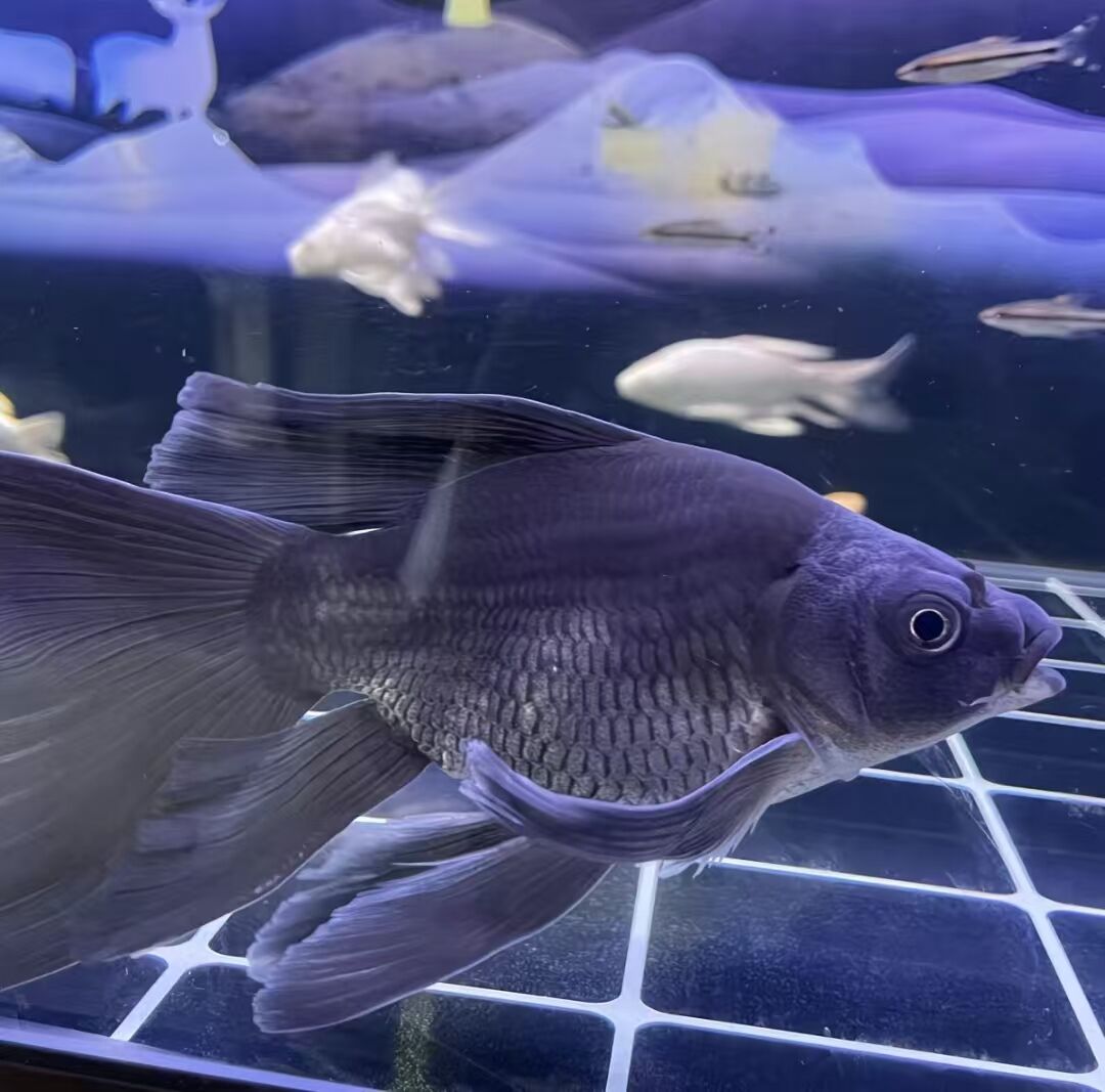 台湾赛级蝴蝶鲤墨蝶球体观赏鱼鳍大尾大耐活好养13-15