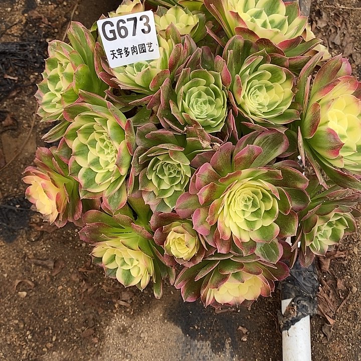 多肉植物海仙673多肉