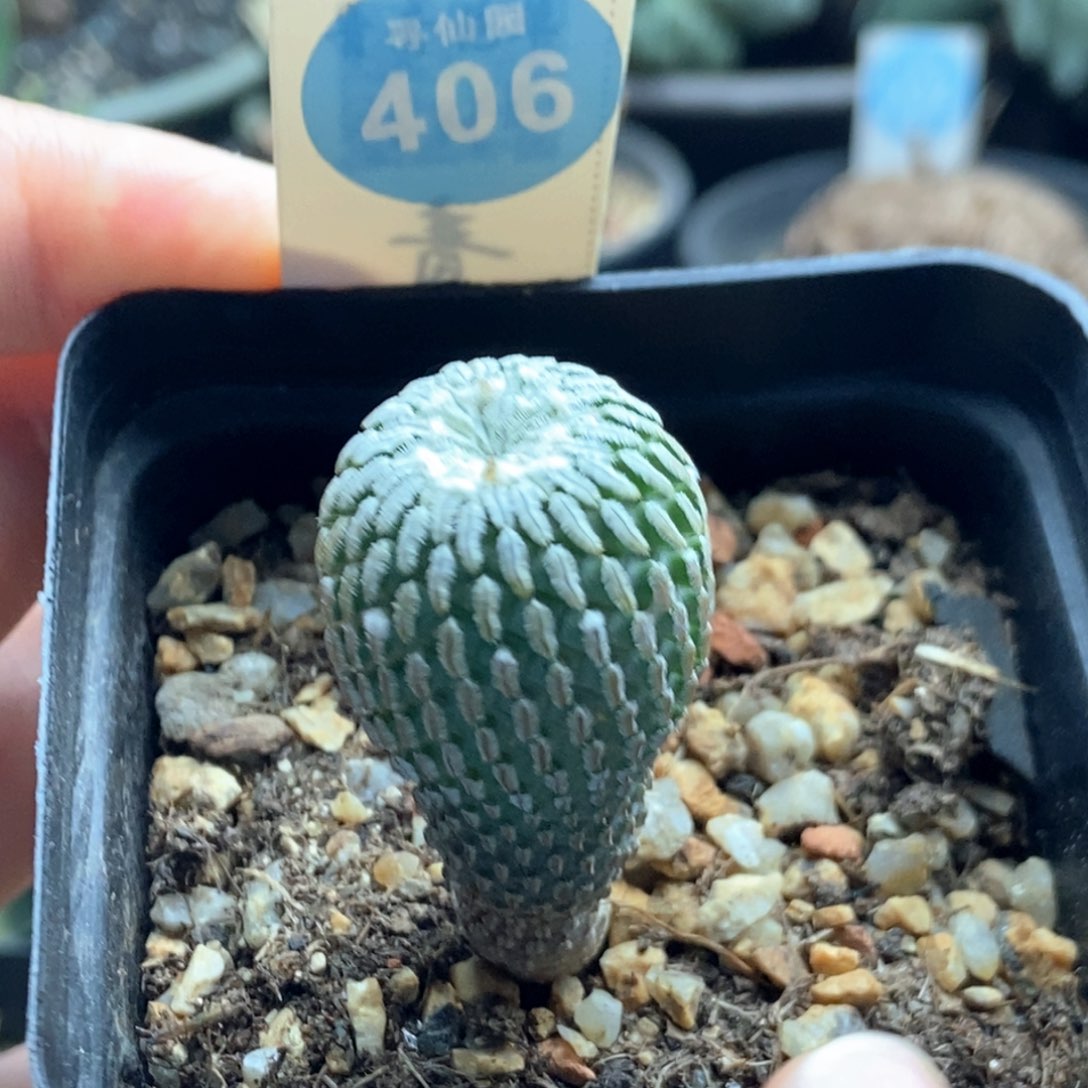 实生精巧殿2.1cm