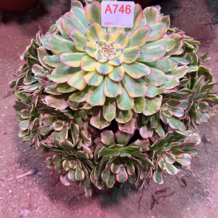 曾***往粉钻746多肉植物冠服30