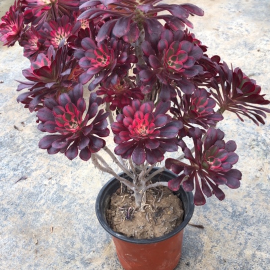 法师多肉植物星*六法师892