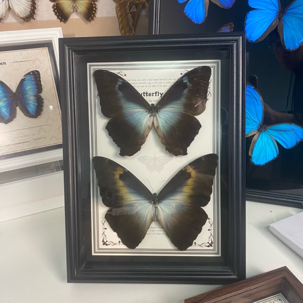 日月同辉-蝴蝶标本装饰画蝴蝶标本-一物一拍-月神闪蝶日月同辉
