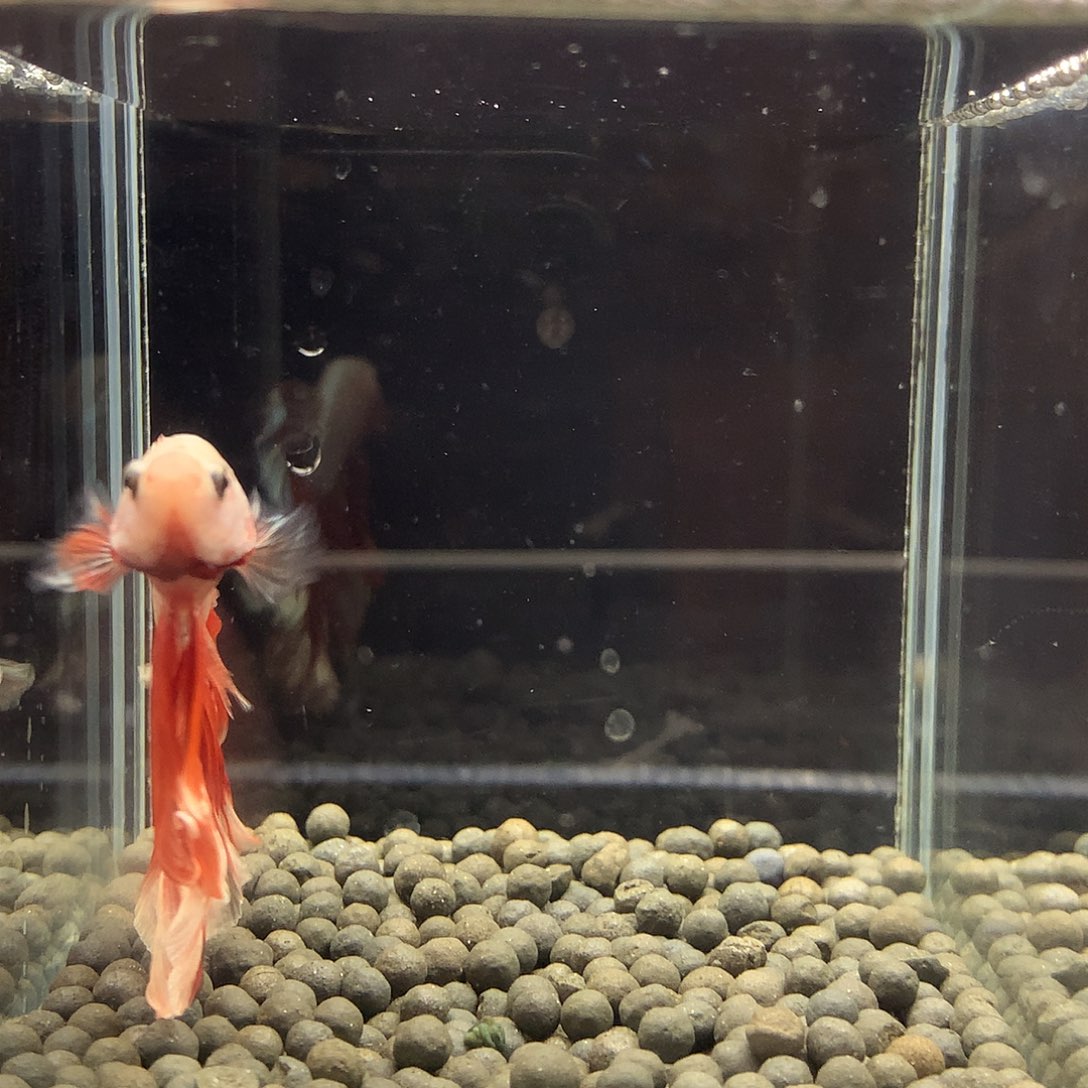 海水鱼七弟泰国斗鱼836