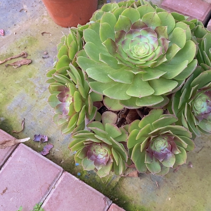 闪购法师1棵万圣节