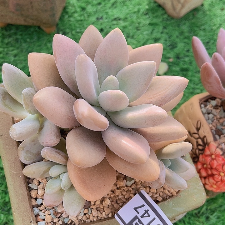 原始虞美人05147多肉植物