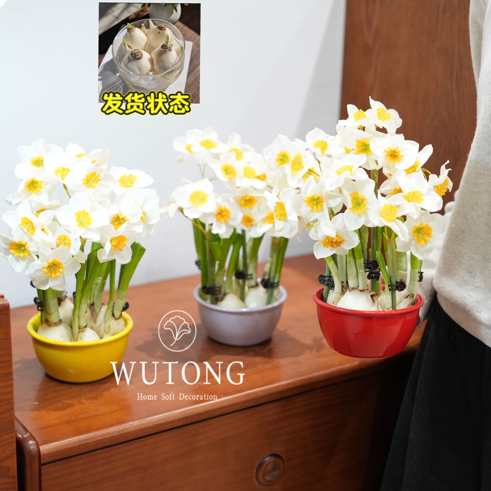 水仙花多巴胺系列水培盆栽深度矮化种球室内小清新好养盆栽