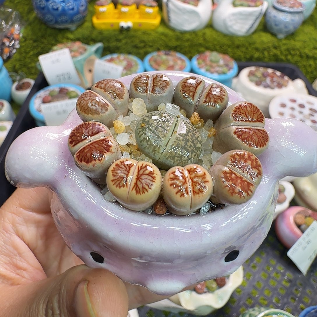 多肉植物福利冲795