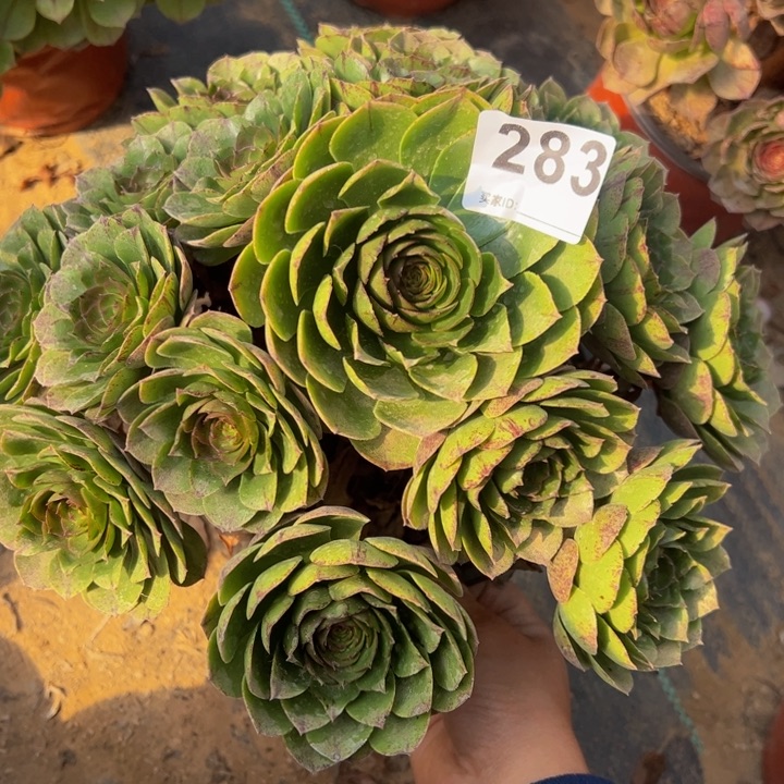 万拉丝多肉植物283