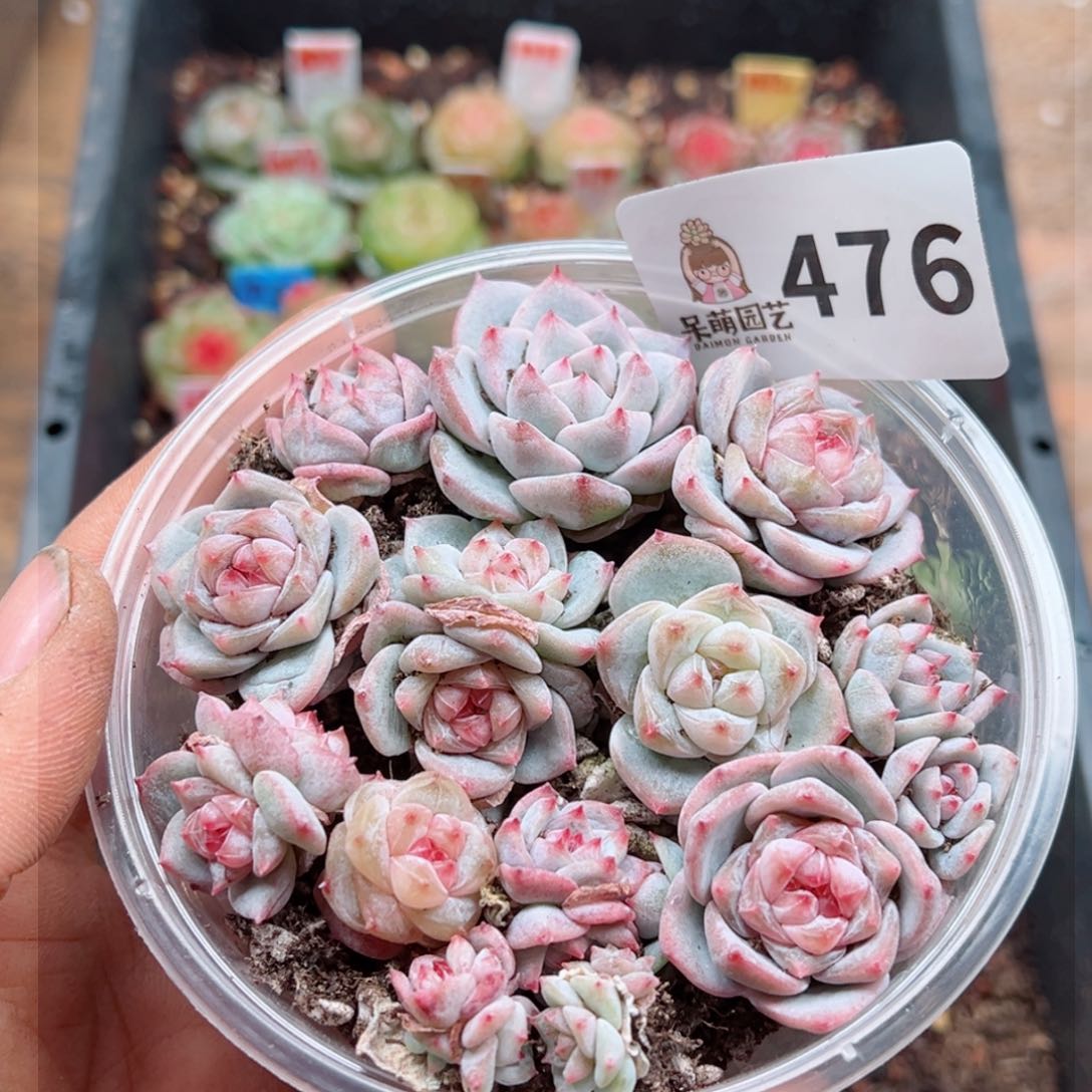 多肉植物多肉植物