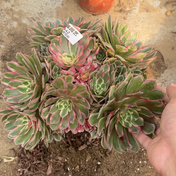 孔雀翎丛林多肉植物442