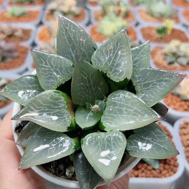 十二卷多肉倔川流纹