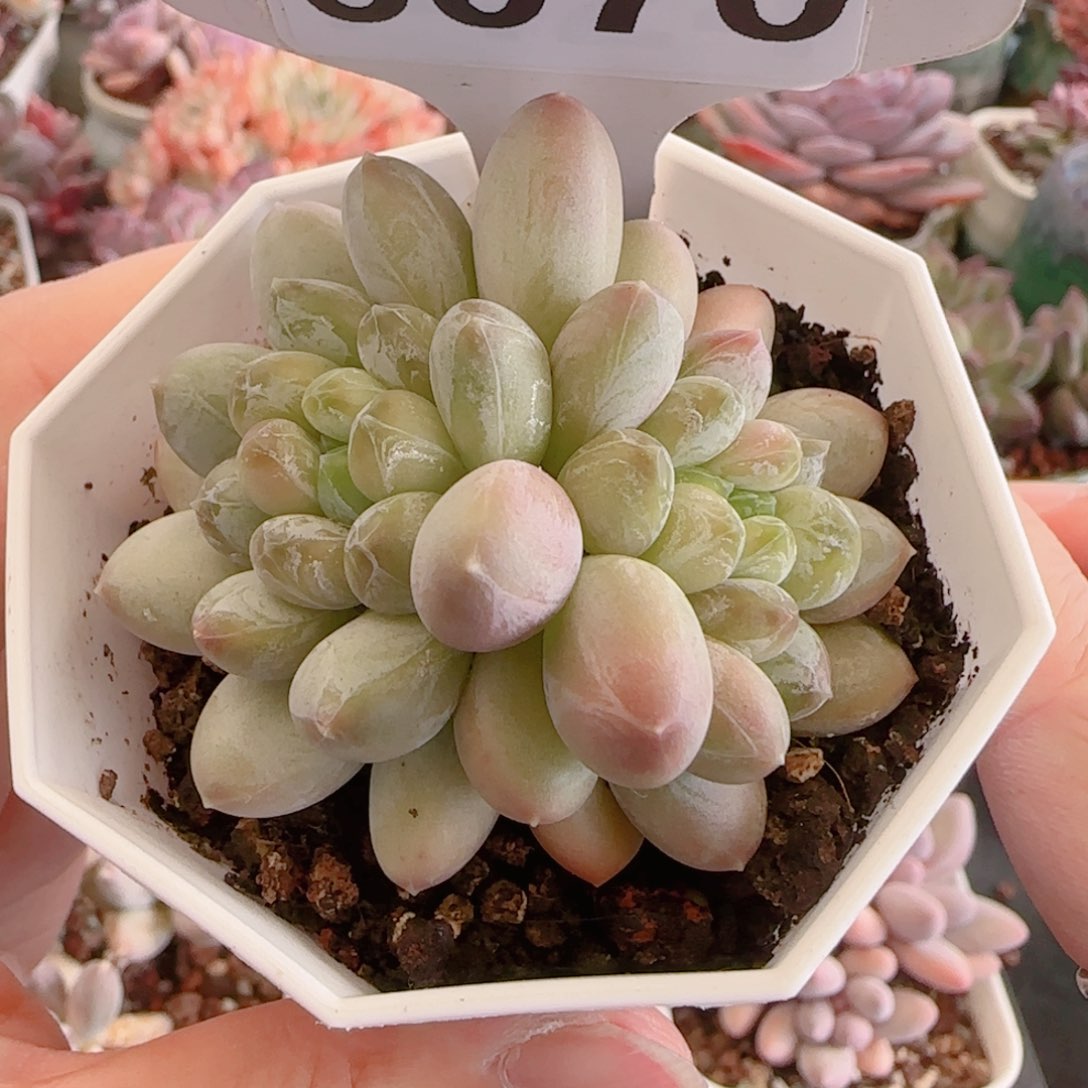 多肉植物6070……….