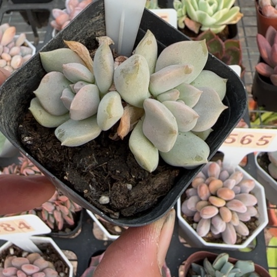 599超奶一物一拍多肉