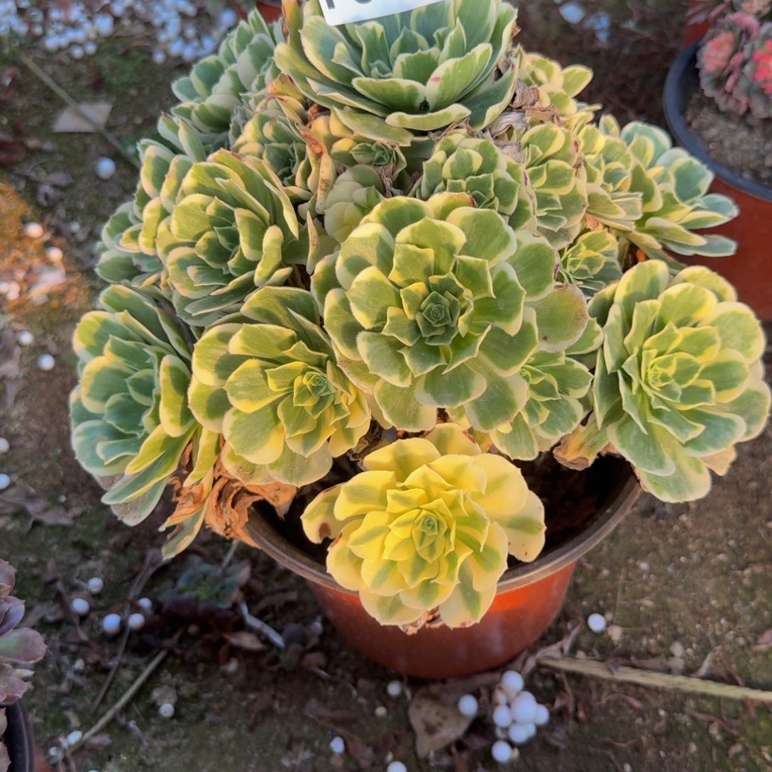 680冷月。多肉植物