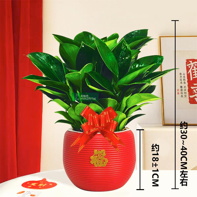 【金钻绿公主】土培室内桌面绿植好养懒人观叶植物30-40cm