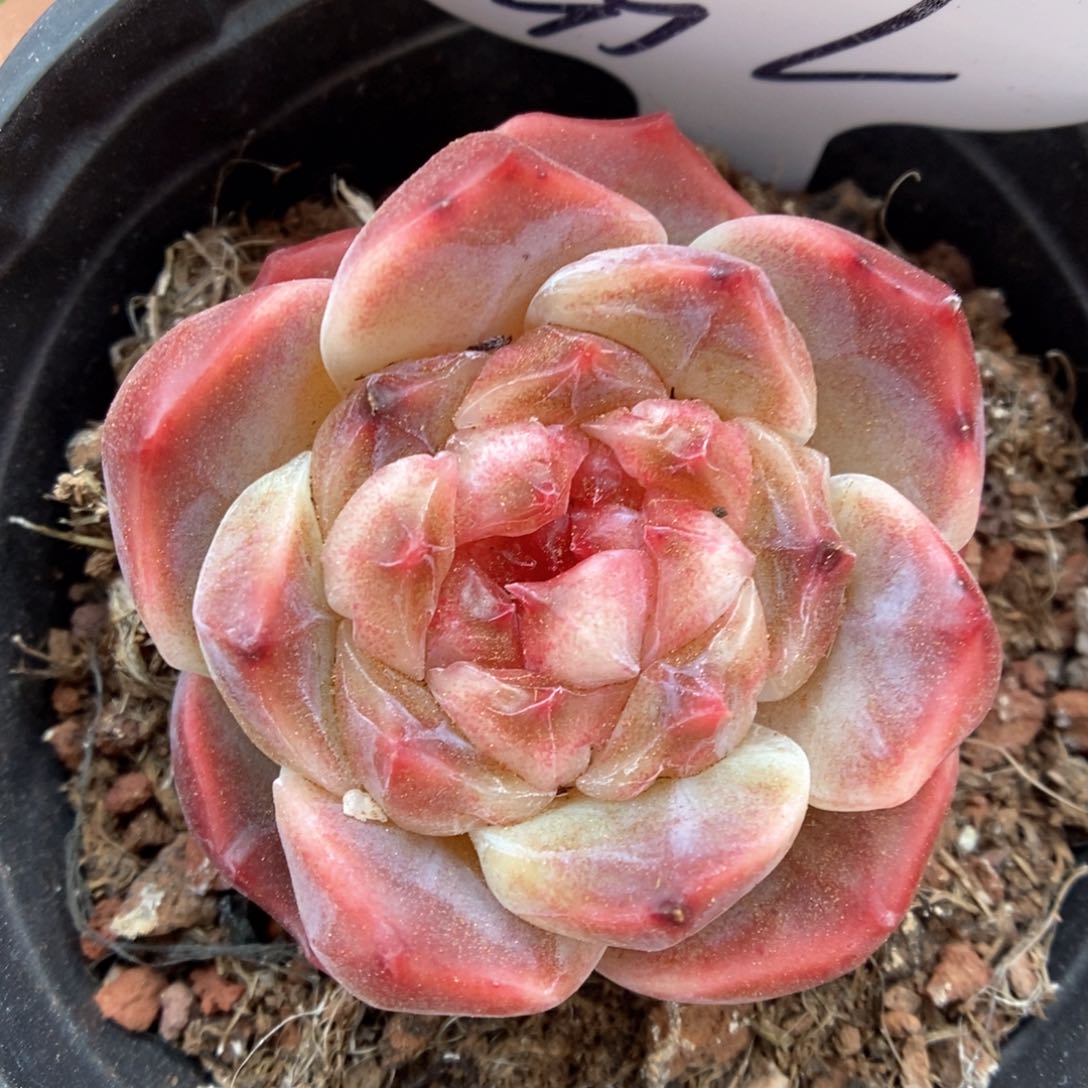 母本冰魄332号。    