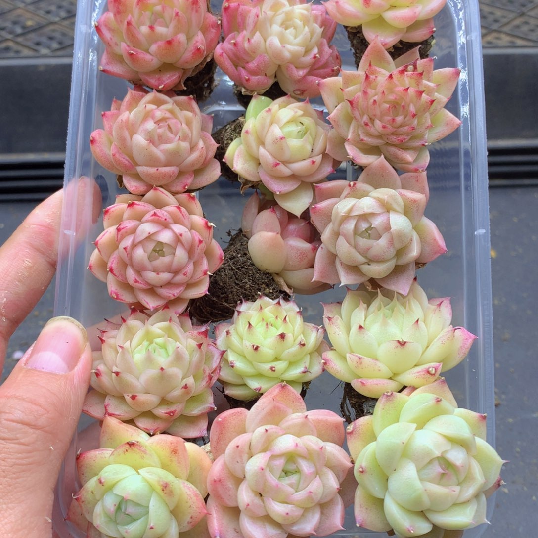 反反复复还是很开心024