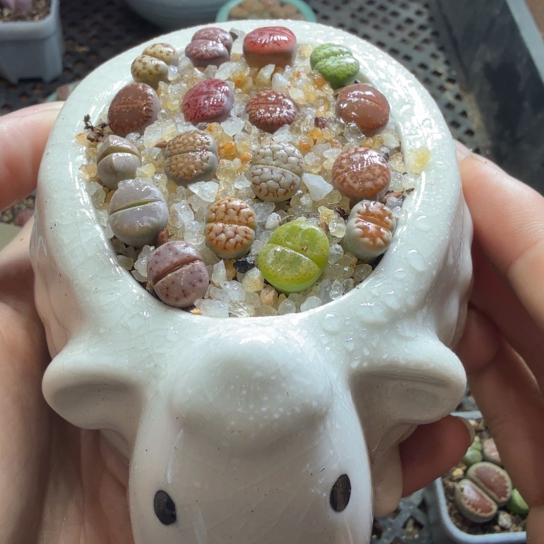 明***静多肉植物和植物的563
