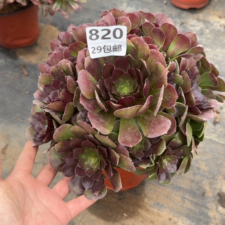 荷兰玫瑰……多肉植物……