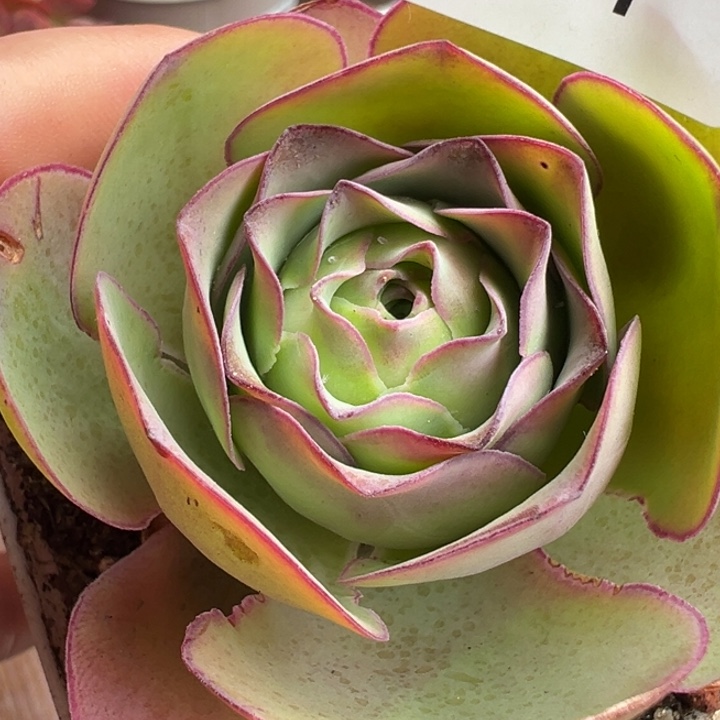 苗苗山地玫瑰不知名桃子21