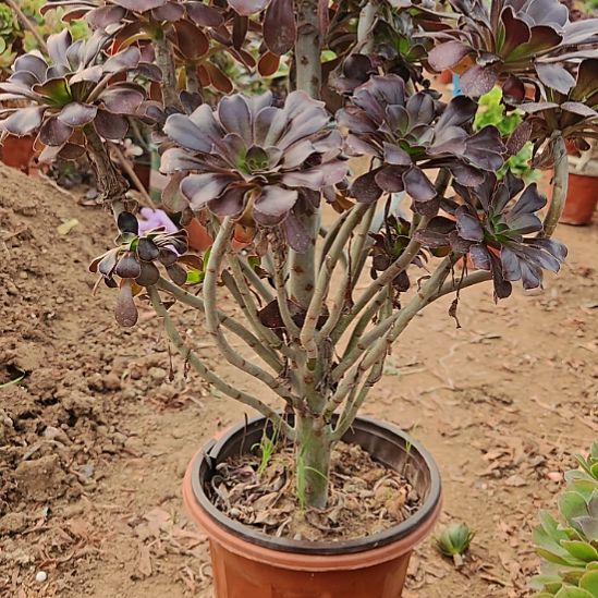 圆叶加急发货法师17