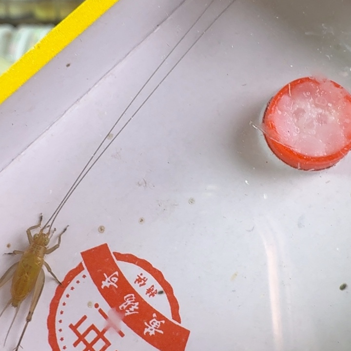 顶须大黄龄一只合适
