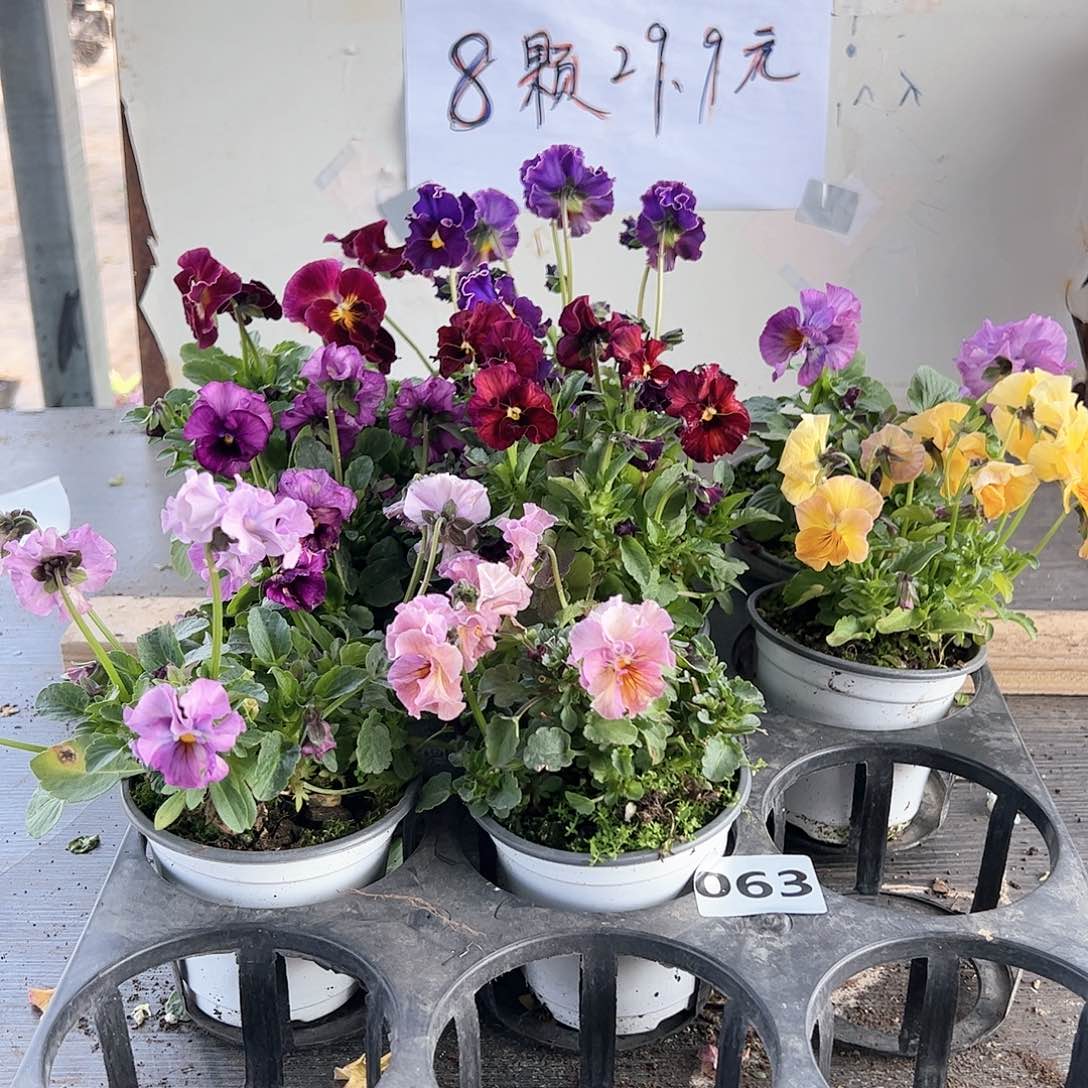 【闪购商品】063号