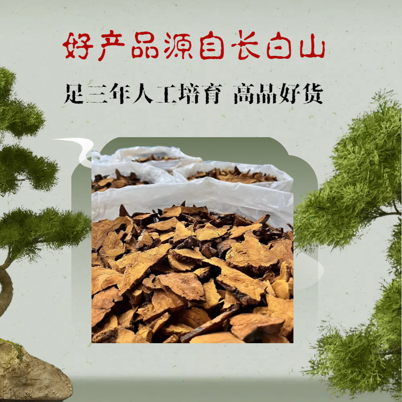 （宇哥严选）长白山桑黄片