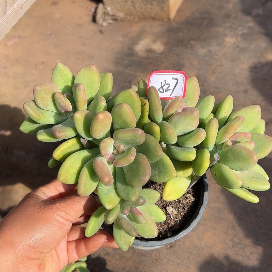 827号芒果奶，一物一拍