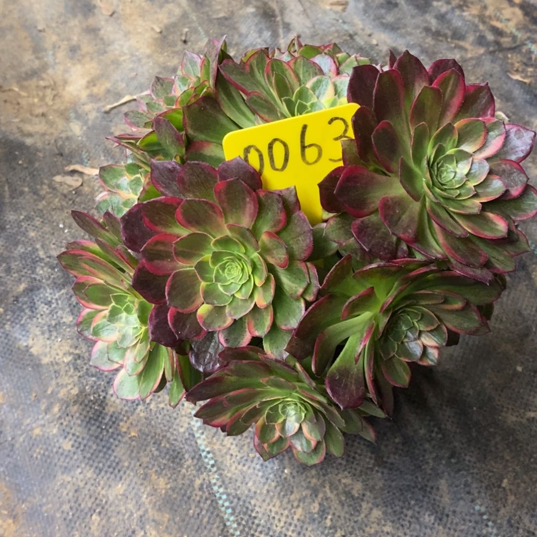 0063万圣节黄锦多肉