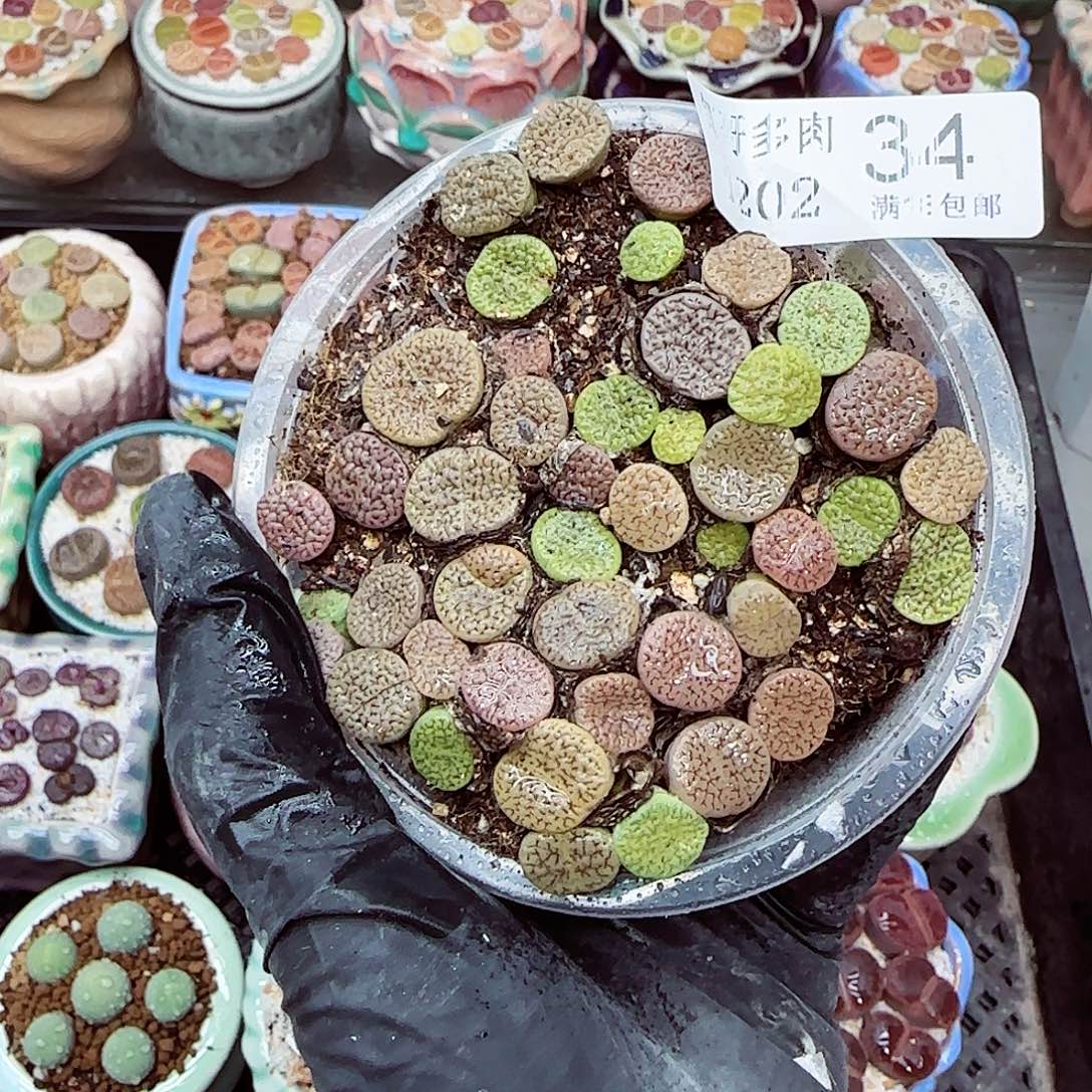 生石花满18包邮1202-34