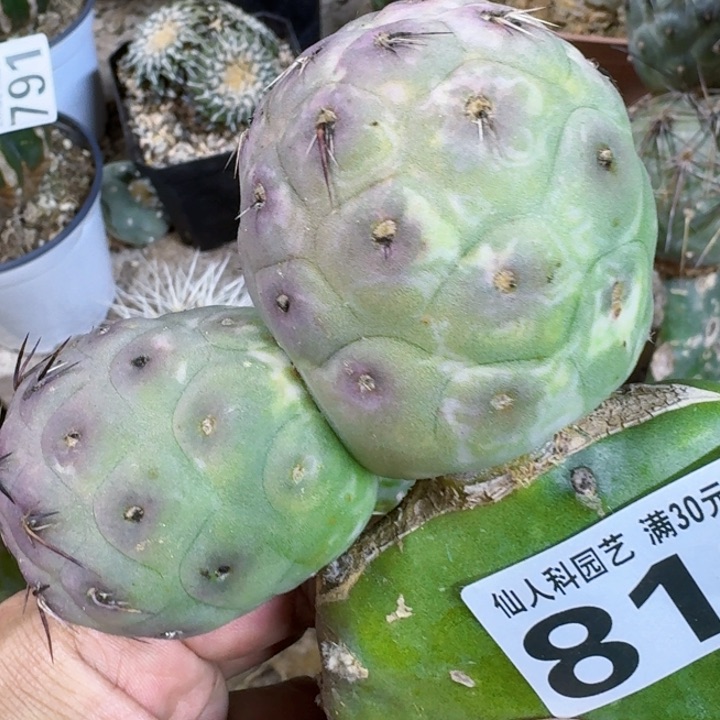 福利大型习锦813