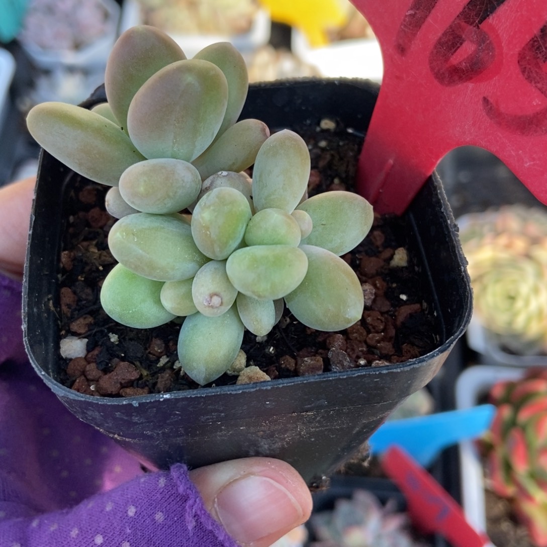 1965芒果奶多肉植物