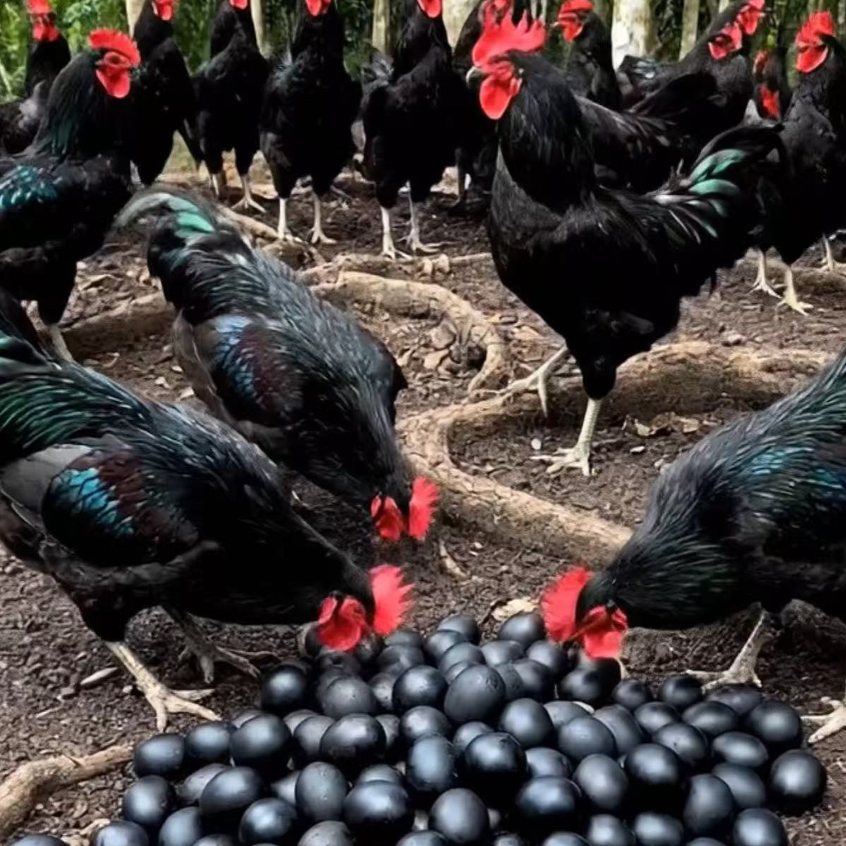 【南非黑森 临产鸡 礼盒发货】4个(2-3斤发货)