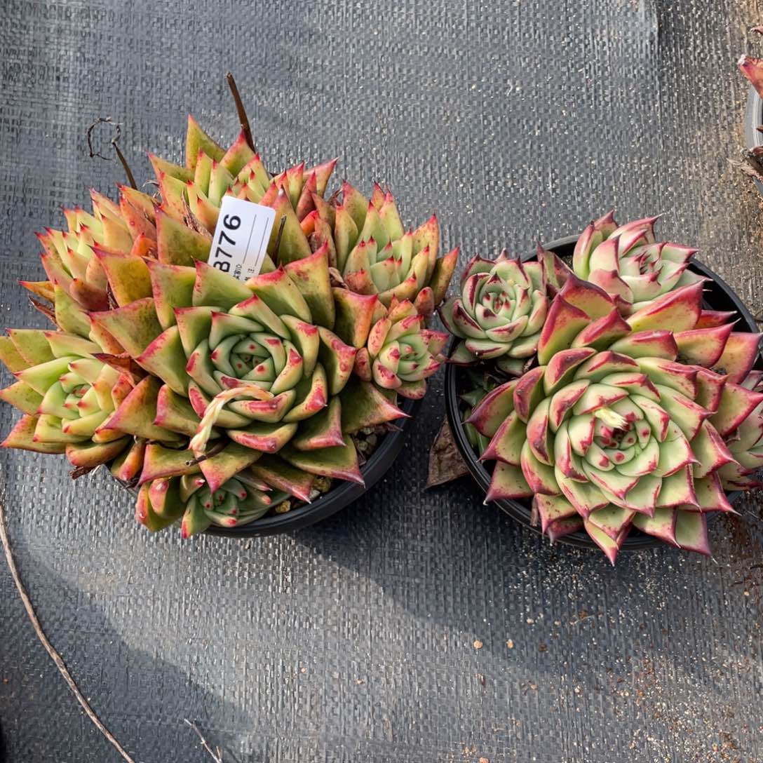 无花朵若如东云组拍B776